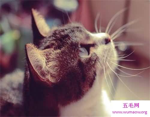 梦见猫咬我是什么意思 梦见被黑猫咬什么含义