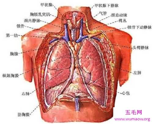 人体器官分布图介绍 五脏六腑的位置都在哪