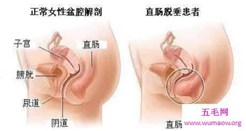 人体器官分布图介绍 五脏六腑的位置都在哪