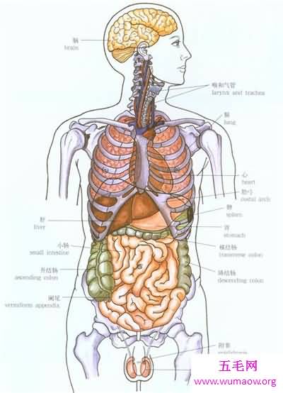 人体器官分布图介绍 五脏六腑的位置都在哪