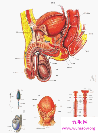 男人生殖器男人应该如何保护好自己的宝贝
