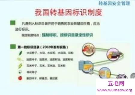 中国在售转基因生物究竟有哪些？