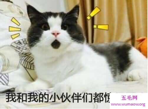 盘点走红网络的宠物猫，惊讶猫竟然活不过半岁