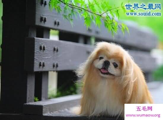 博美犬的寿命，10-16岁(容易患心脏病)