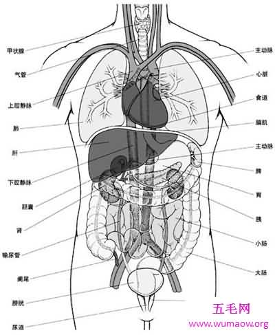 人体构造图解介绍 美国发现人体新型DNA