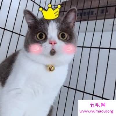 走红网络的惊讶猫你知道吗你喜欢它吗