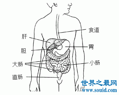 神秘的人体器官图，究竟是怎么产生的？