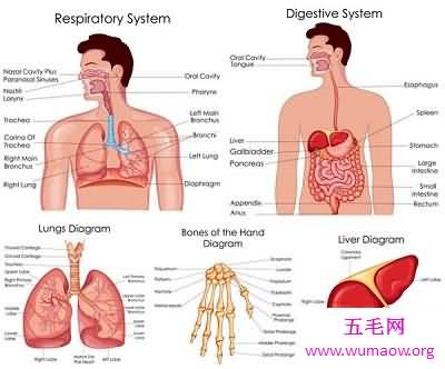 神秘的人体器官图，究竟是怎么产生的？