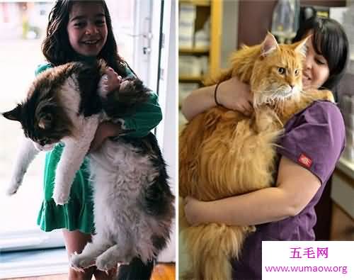 乌克兰巨猫是真的吗 网络掀起一阵巨型猫风潮