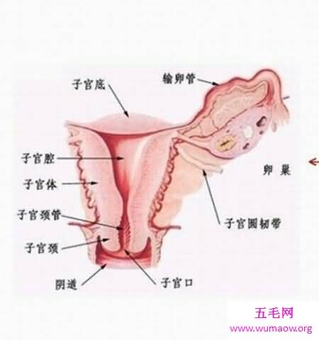 女人生殖器是小孩出生的重要器官哦