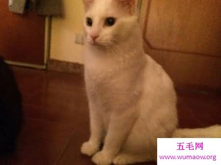 你们知道世界上最古老的猫叫做安哥拉猫吗