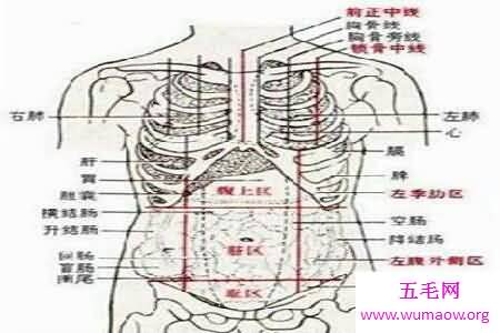 人体对于一些人来说是很神秘的 大家了不了解人体构造图呢