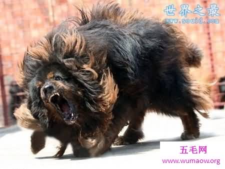 高加索犬vs藏獒视频，藏獒竟然完败(毫无还手之力)