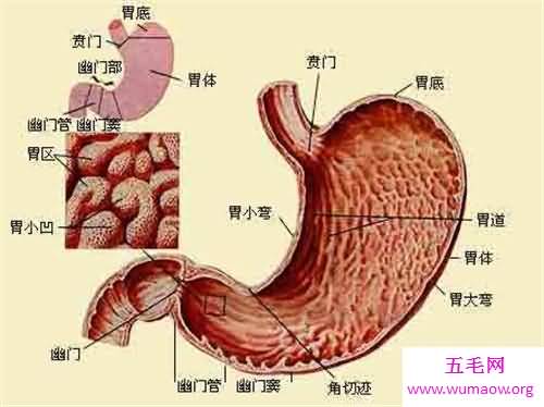 人体器官分布图介绍 五脏六腑的位置都在哪