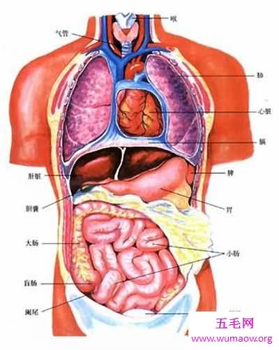 人体构造图解介绍 美国发现人体新型DNA