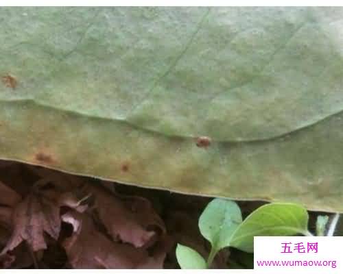 如果家里有褥虫怎么办？