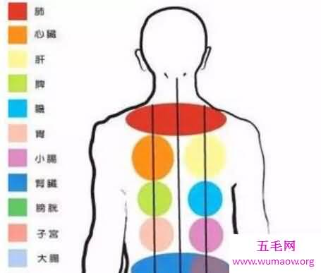 五脏六腑图你知道它们的具体位置么你认识么