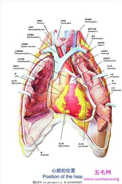人体器官分布图介绍 五脏六腑的位置都在哪