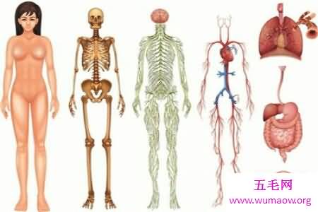 人体对于一些人来说是很神秘的 大家了不了解人体构造图呢