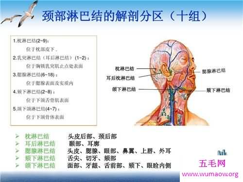 颈部淋巴结分区介绍 淋巴结肿大的原因介绍