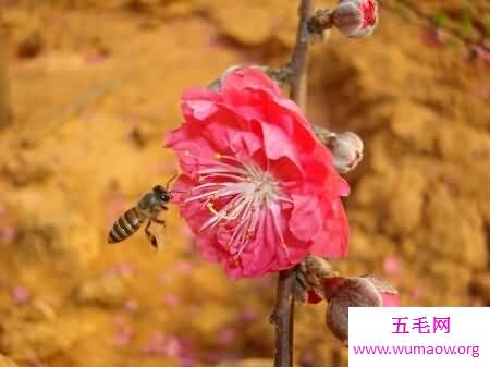 花枝招展是形容女孩子的 那花枝招展的意思又是什么