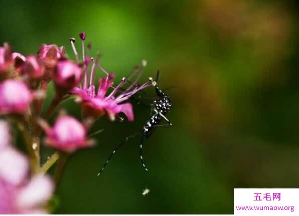 白天祸害人的花蚊子，携带了新型登革热病毒(小心)