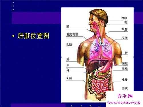 人体器官分布图介绍 五脏六腑的位置都在哪