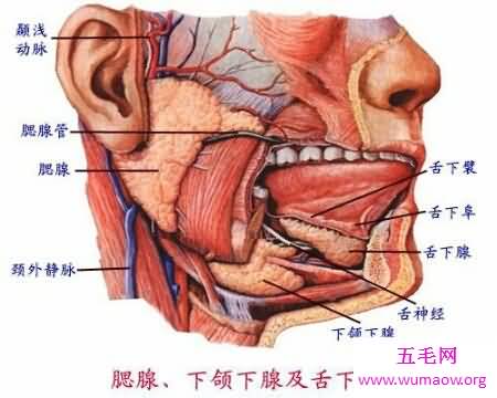 消化系统的组成在初中就学了 至今记忆犹新吧