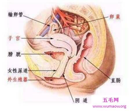 掏肠手将手伸入女子下体，扯出小肠(手段极度残忍)