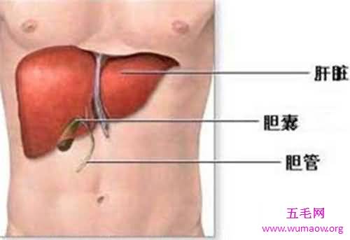 人体器官分布图介绍 五脏六腑的位置都在哪