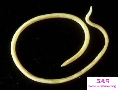 引发儿童病发率较高的一种寄生虫病蛔虫