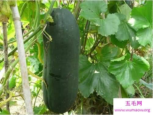 东南西瓜为什么没有北瓜，其实是西葫芦只是不能吃