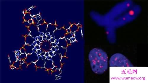 人体构造图解介绍 美国发现人体新型DNA