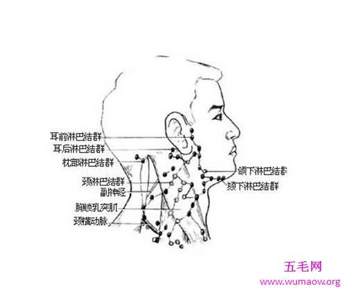 颈部淋巴结分区介绍 淋巴结肿大的原因介绍