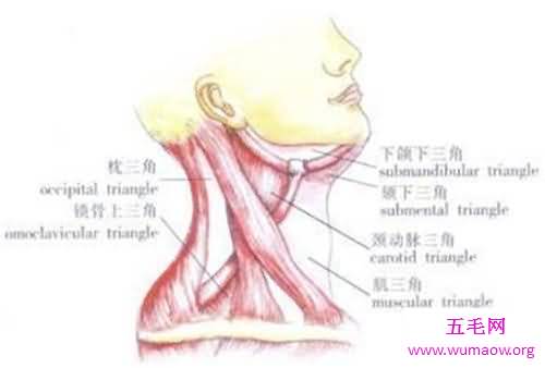 颈部淋巴结分区介绍 淋巴结肿大的原因介绍