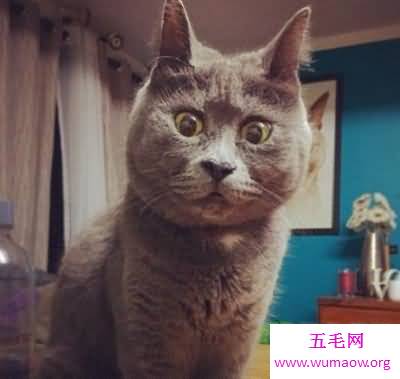 走红网络的惊讶猫你知道吗你喜欢它吗