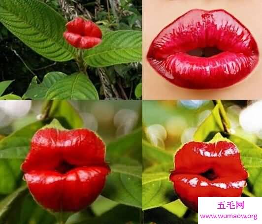 象拔蚌，女人看了会脸红的生物盘点