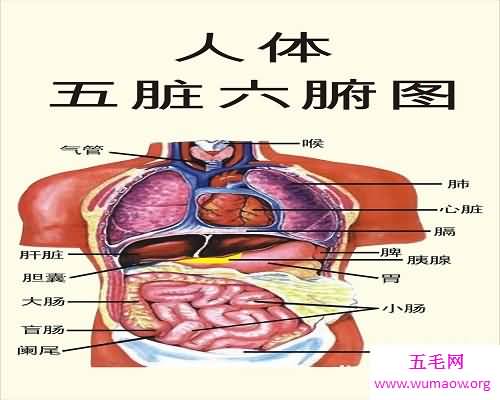 五行论五脏——五脏六腑，最牛的身体体器官概括！