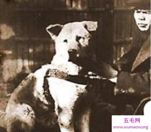 忠犬八公是什么狗，日本秋田犬(八公真实故事)