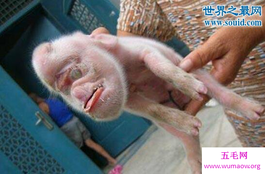 云南母猪生下8个小孩，人猪杂交根本不可能