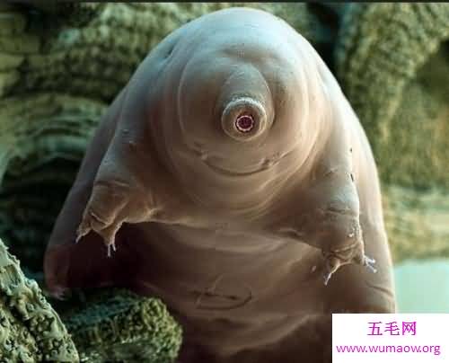 世界上真的会有外星生物这个物种吗