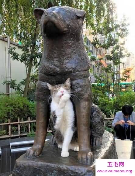 忠犬八公是什么狗，日本秋田犬(八公真实故事)