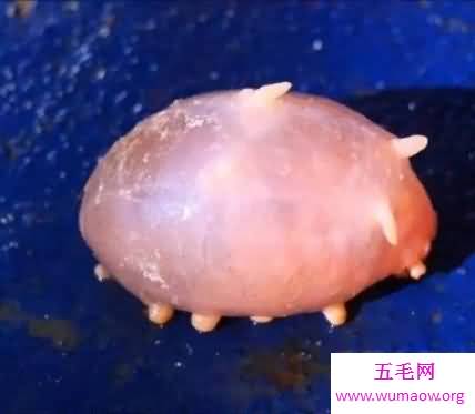 海猪到底是什么呢海猪可以食用吗