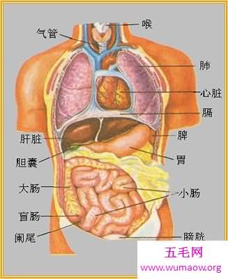 神秘的人体器官图，究竟是怎么产生的？