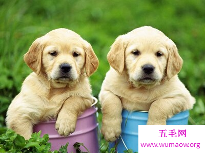 最全解梦大全，梦见狗咬自己代表什么？