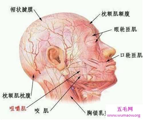 人体构造图解介绍 美国发现人体新型DNA