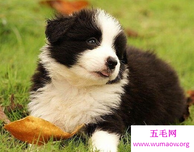 最全解梦大全，梦见狗咬自己代表什么？