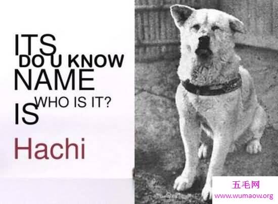 忠犬八公是什么狗，日本秋田犬(八公真实故事)