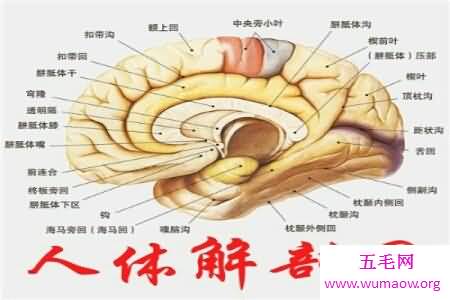 人体对于一些人来说是很神秘的 大家了不了解人体构造图呢