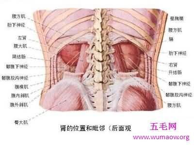 神秘的人体器官图，究竟是怎么产生的？